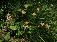 Aster bellidiastrum 20, Saxifraga-Ed Stikvoort