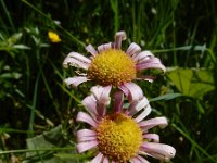 Aster bellidiastrum 21, Saxifraga-Ed Stikvoort