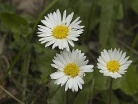 Aster bellidiastrum 3, Saxifraga-Marijke Verhagen