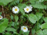 Aster bellidiastrum 4, Saxifraga-Willem van Kruijsbergen