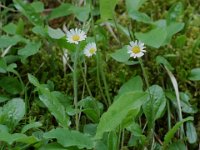 Aster bellidiastrum 5, Saxifraga-Willem van Kruijsbergen