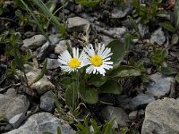 Aster bellidiastrum 6, Saxifraga-Willem van Kruijsbergen