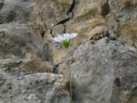 Aster bellidiastrum 7, Saxifraga-Rutger Barendse