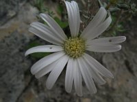 Aster bellidiastrum 9, Saxifraga-Rutger Barendse