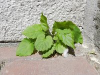 Aster divaricatus 1, Saxifraga-Rutger Barendse