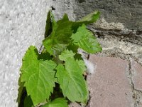 Aster divaricatus 2, Saxifraga-Rutger Barendse