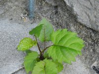 Aster divaricatus 3, Saxifraga-Rutger Barendse