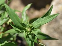 Aster lanceolatus 17, Smalle aster, Saxifraga-Sonja Bouwman  624. Smalle aster - Aster lanceolatus - Asteraceae familie (zw)