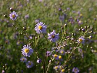 Aster pannonicum, Sea Aster