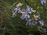 Aster pannonicum 10, Zulte, Saxifraga-Jan van der Straaten