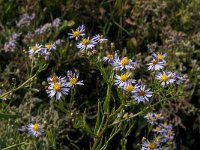 Aster pannonicum 11, Zulte, Saxifraga-Jan van der Straaten