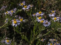 Aster pannonicum 12, Zulte, Saxifraga-Jan van der Straaten