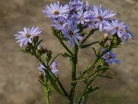 Aster pannonicum 15, Zulte, Saxifraga-Jan van der Straaten