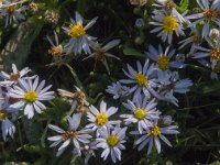 Aster pannonicum 17, Zulte, Saxifraga-Jan van der Straaten