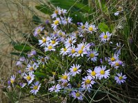 Aster pannonicum 18, Zulte, Saxifraga-Bart Vastenhouw