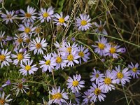 Aster pannonicum 19, Zulte, Saxifraga-Bart Vastenhouw