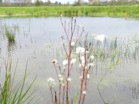 Aster pannonicum 22, Zulte, Saxifraga-Rutger Barendse