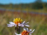 Aster pannonicum 28, Zulte, Saxifraga-Ed Stikvoort