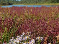 Aster pannonicum 29, Zulte, Saxifraga-Ed Stikvoort