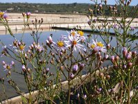 Aster pannonicum 3, Zulte, Saxifraga-Iztok Skornik