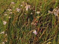 Aster pannonicum 43, Zulte, Saxifraga-Hans Boll