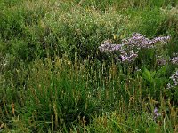 Aster pannonicum 49, Zulte, Saxifraga-Hans Boll