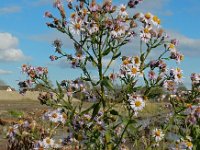 Aster pannonicum 50, Zulte, Saxifraga-Ed Stikvoort