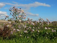 Aster pannonicum 51, Zulte, Saxifraga-Ed Stikvoort