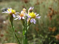 Aster pannonicum 7, Zulte, Saxifraga-Jasenka Topic