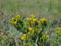 Aster pannonicum forma discoideus 39, Zulte forma discoideus, Saxifraga-Ed Stikvoort