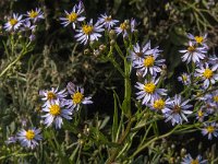 Aster pannonicum 13, Zulte, Saxifraga-Jan van der Straaten