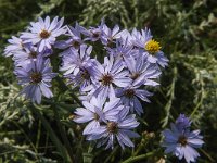 Aster pannonicum 14, Zulte, Saxifraga-Jan van der Straaten