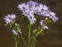 Aster pannonicum 16, Zulte, Saxifraga-Jan van der Straaten