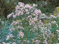 Aster pannonicum 2, Zulte, Saxifraga-Piet Zomerdijk