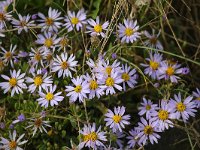 Aster pannonicum 20, Zulte, Saxifraga-Bart Vastenhouw