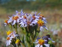 Aster pannonicum 26, Zulte, Saxifraga-Ed Stikvoort