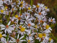 Aster pannonicum 27, Zulte, Saxifraga-Ed Stikvoort