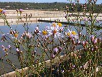 Aster pannonicum 3, Zulte, Saxifraga-Iztok Skornik