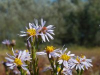 Aster pannonicum 30, Zulte, Saxifraga-Ed Stikvoort