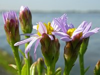 Aster pannonicum 31, Zulte, Saxifraga-Ed Stikvoort