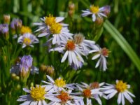 Aster pannonicum 32, Zulte, Saxifraga-Ed Stikvoort