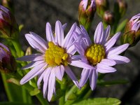 Aster pannonicum 33, Zulte, Saxifraga-Ed Stikvoort