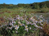 Aster pannonicum 34, Zulte, Saxifraga-Ed Stikvoort