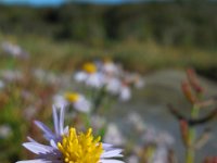 Aster pannonicum 35, Zulte, Saxifraga-Ed Stikvoort