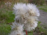 Aster pannonicum 4, Zulte, Saxifraga-Peter Meininger