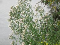 Aster pannonicum 5, Zulte, Saxifraga-Rutger Barendse