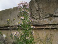 Aster pannonicum 6, Zulte, Saxifraga-Rutger Barendse