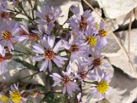 Aster pannonicum 8, Zulte, Saxifraga-Jasenka Topic