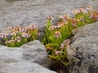 zeeaster-Burren,IRL.  Zeeaster tussen de rotsen aan zee : l