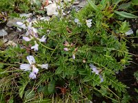 Astragalus alpinus 17, Saxifraga-Ed Stikvoort